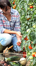 woman picking ripe vine tomatoes