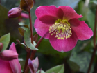 Helleborus Anna’s Red