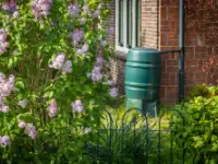 collecting rainwater in a barrel