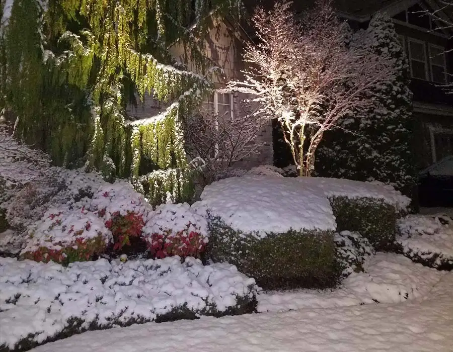 snow covered plants