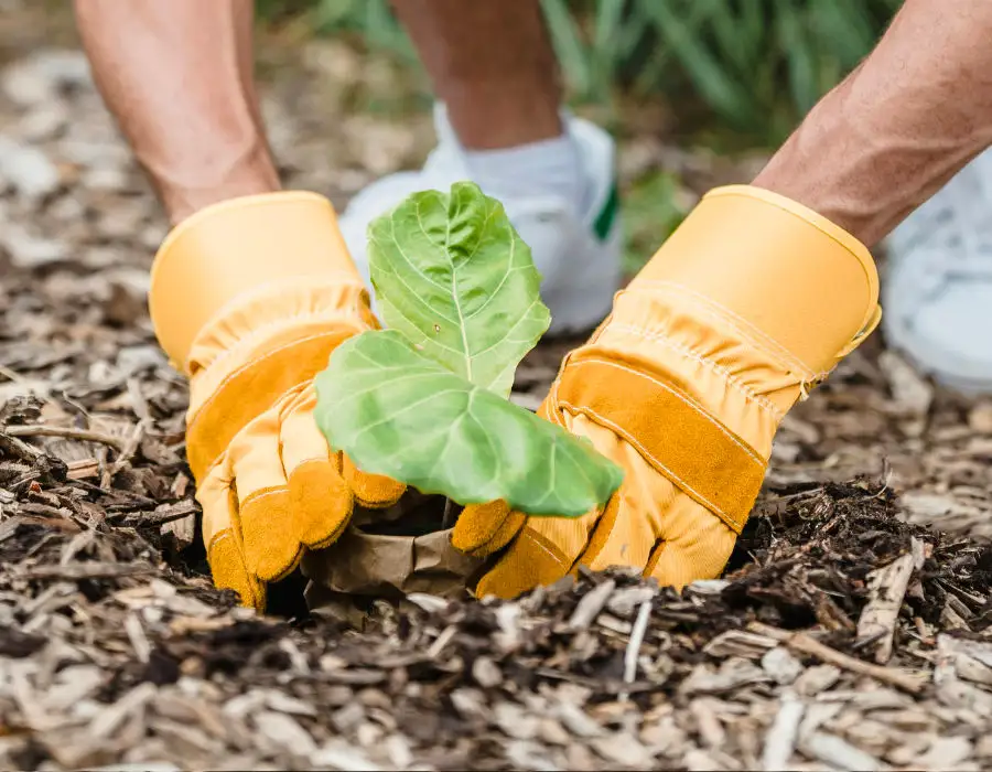 transplanting a plant