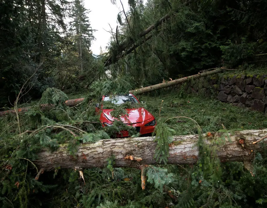 tree fell on house during windstorm