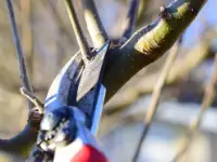 pruning high branches