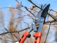 pruning high branches