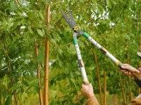 pruning high branches