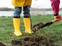 pruning high branches
