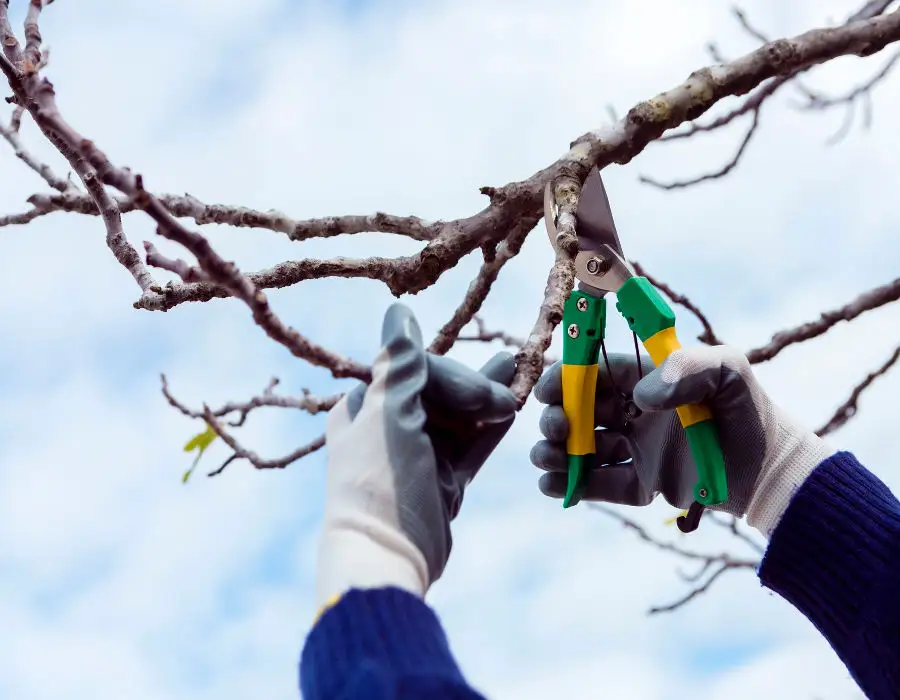 person pruning tree branch