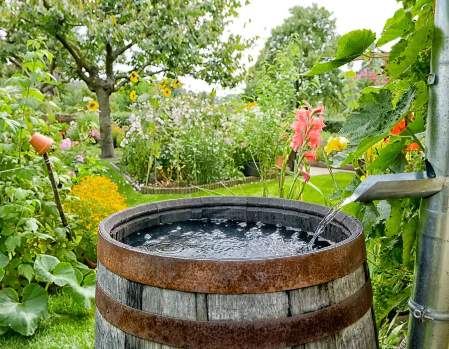 water harvesting barrel