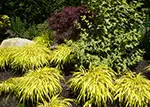 garden grasses
