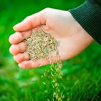 over seeding