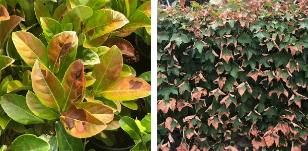 heat damaged plant leaves