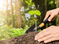 covering plant with mulch