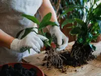plant roots