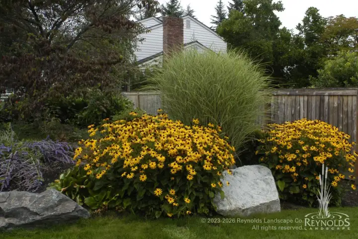 Front yard garden bed with yellow rudbeckia, ornamental grasses, and large boulders along a lawn edge