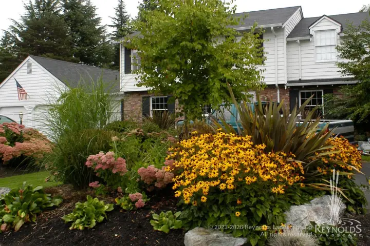 Front yard garden with yellow rudbeckia, ornamental grasses, Japanese maple, and mixed shrubs along a home entry