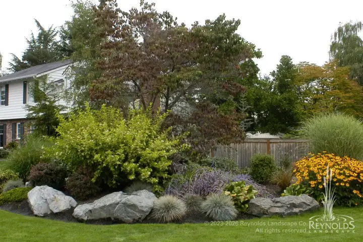 Fall garden bed with large boulders, Japanese maple, yellow shrubs, and heather along a manicured lawn