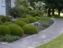 Front yard garden with clipped boxwood mounds, a decorative boulder, and a concrete path along a home exterior