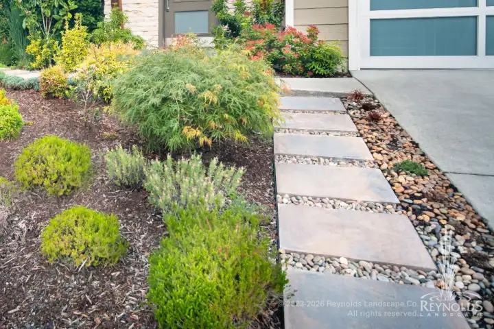 Large square concrete paver stepping stones set in river rock leading to a modern home garage alongside mixed shrub beds with Japanese maple and low-growing conifers