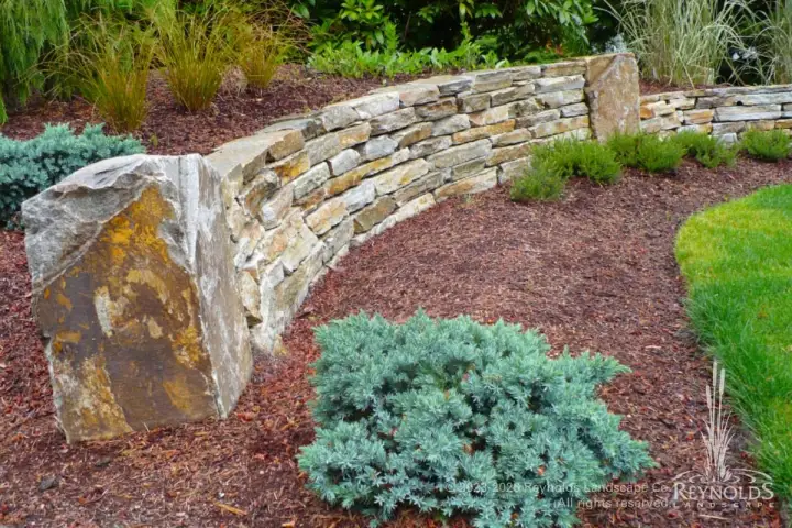 Curved dry stack natural stone retaining wall with large boulder accent and blue spruce ground cover in bark mulch planting bed