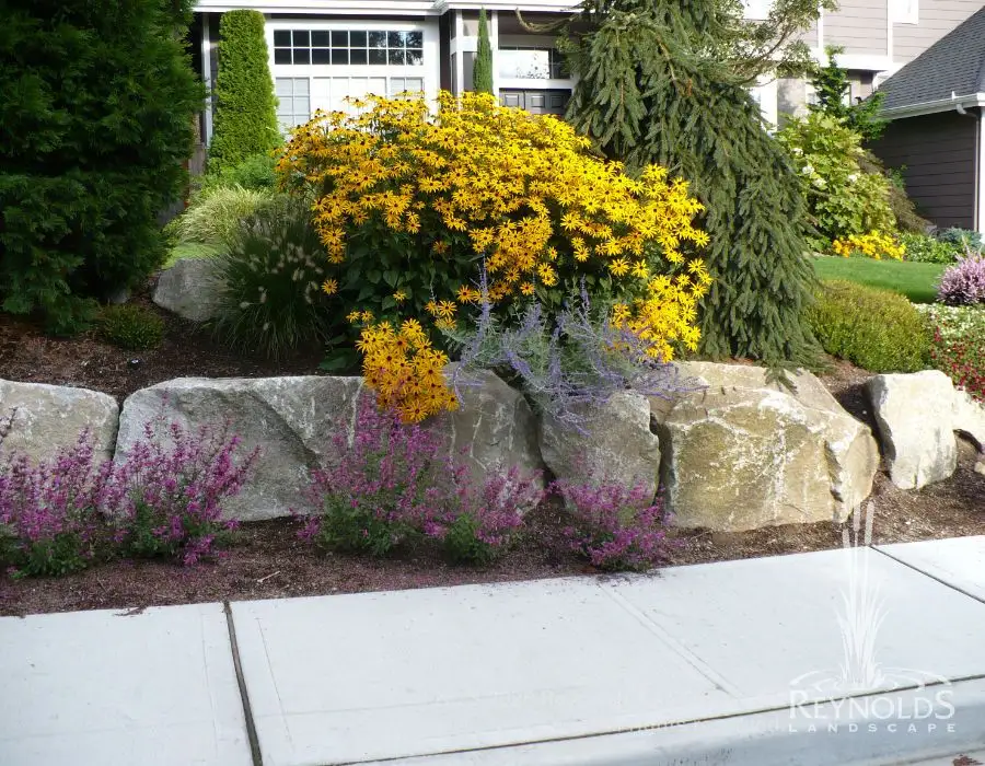 Natural boulder rockery with yellow flowering shrubs and low ground cover plantings in front yard garden bed